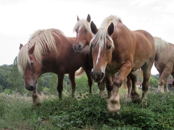 Les chevaux de trait