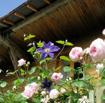 Trellis avec chèvrefeuille et roses autour son patio