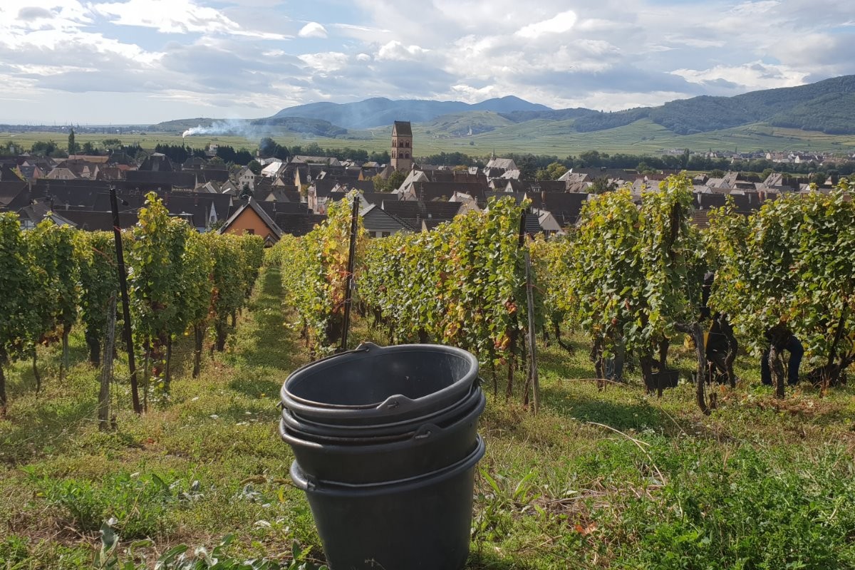 Vendanges sur les coteaux du Mambourg