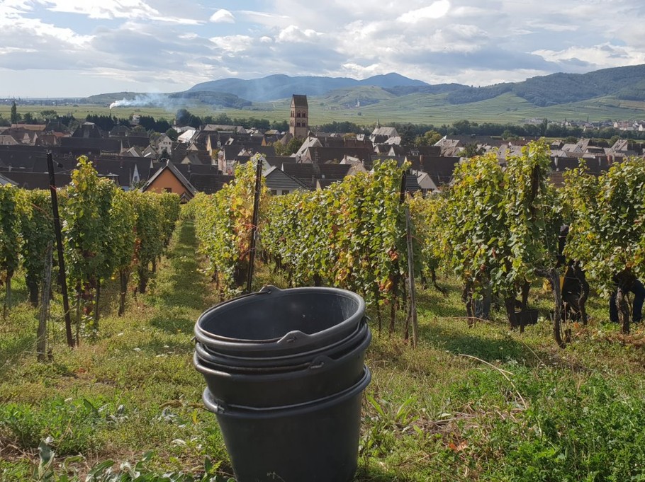Vendanges sur les coteaux du Mambourg