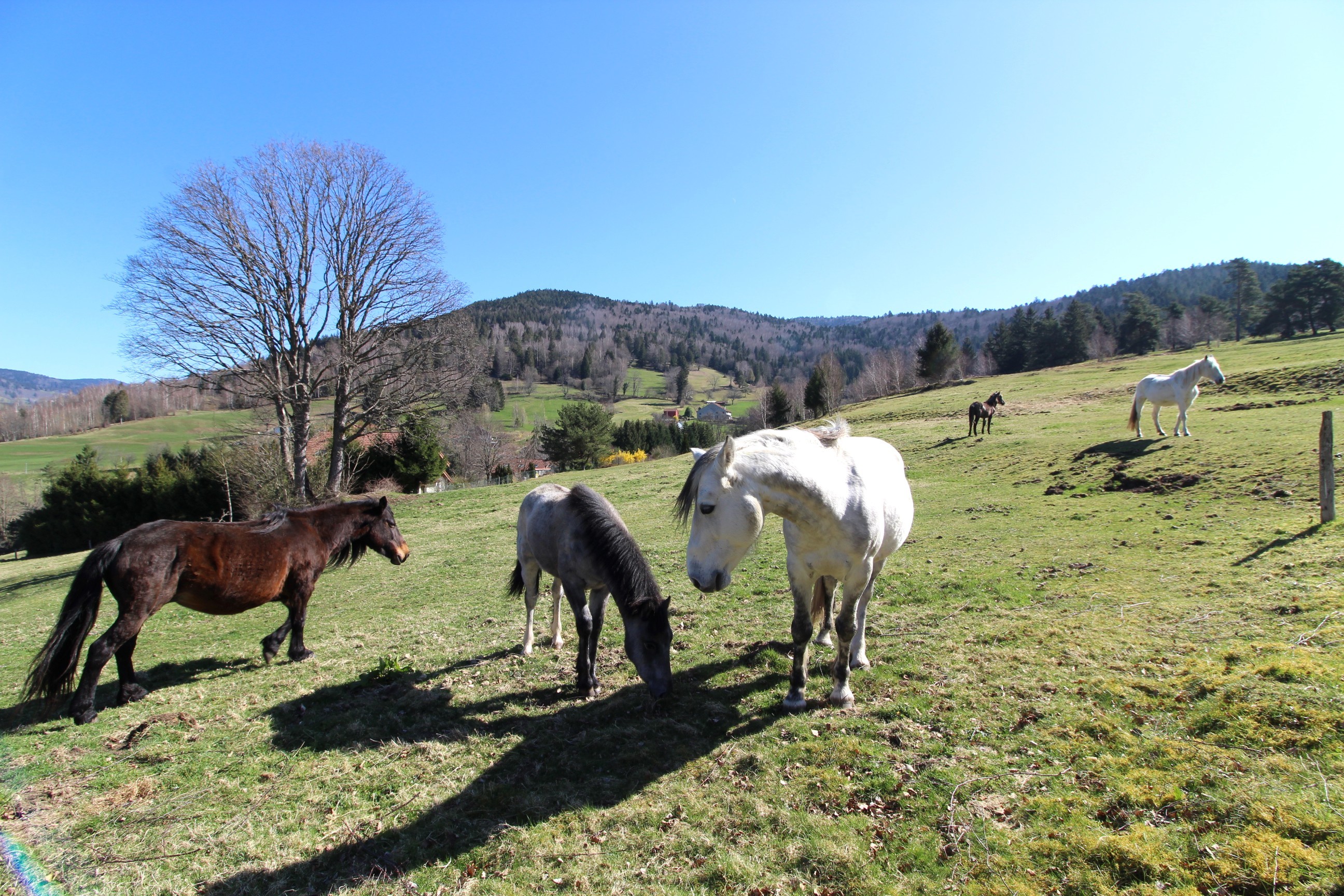 A coté du chalet - Chalet Saint-Maurice-sur-Moselle
