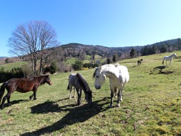 A coté du chalet - Chalet Saint-Maurice-sur-Moselle