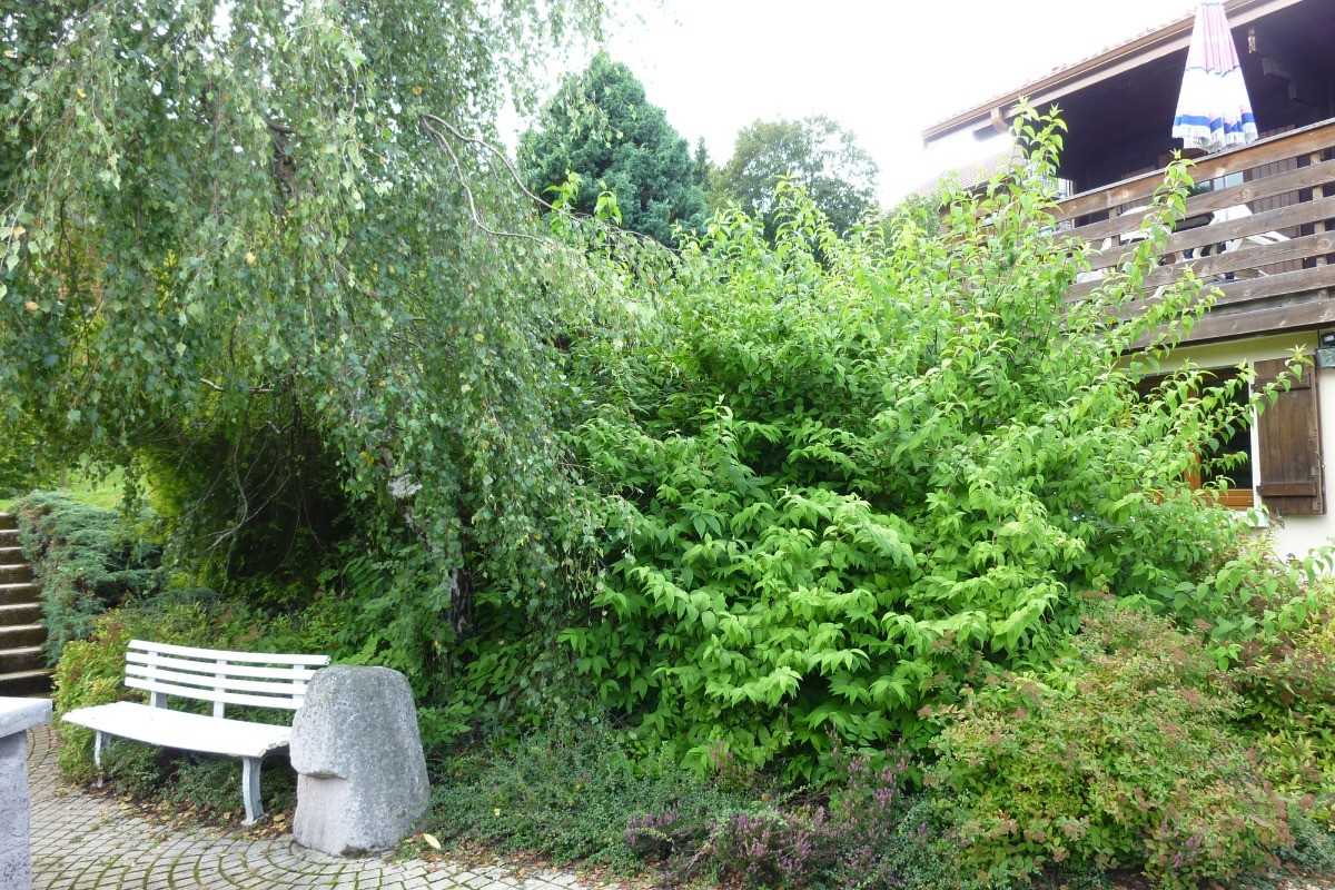 entrée pour arrivée directement au jardin