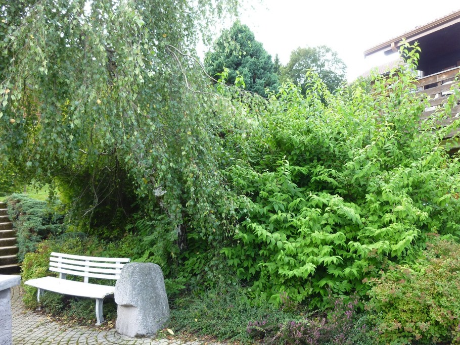 entrée pour arrivée directement au jardin