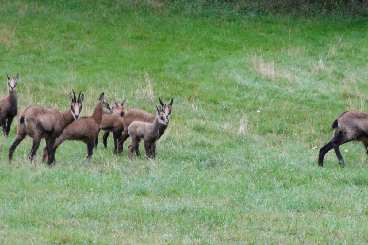 Quelques uns de nos habitants du parc