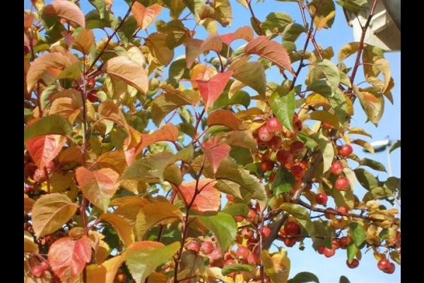 L'AUTOMNE procure un bel environnement pour un jardin arboré de diverses essenses
