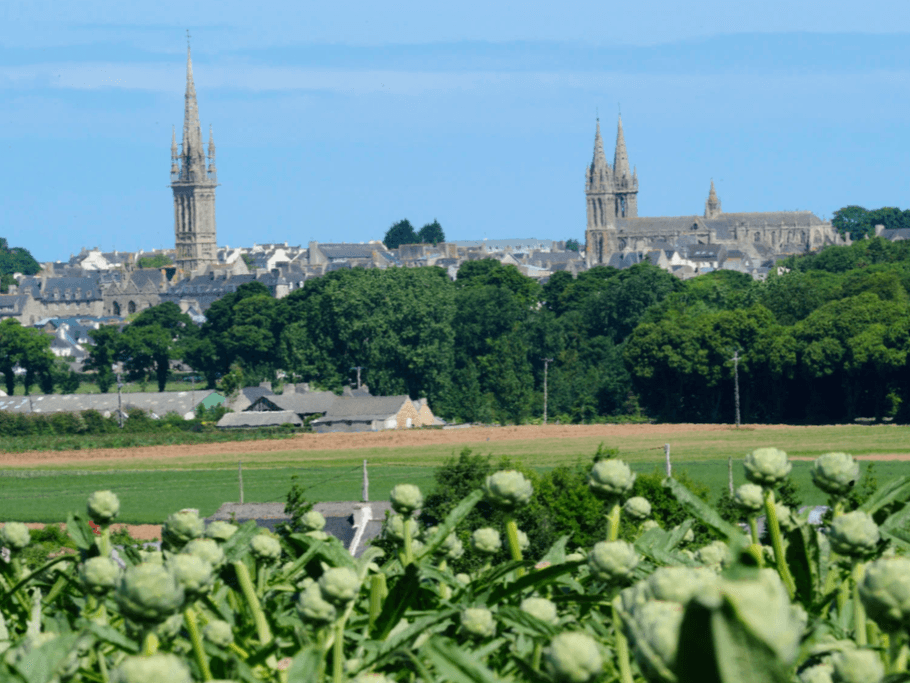 Saint pol de Léon - champs d'artichauds
