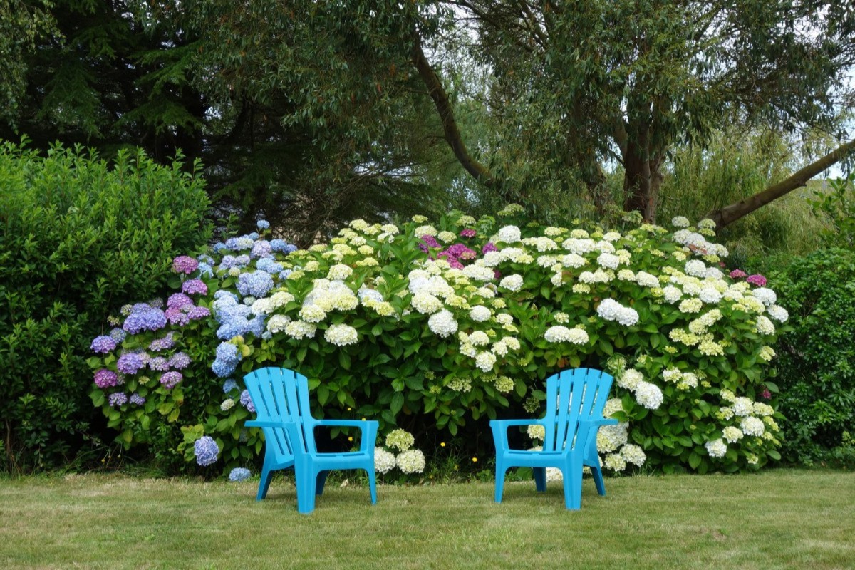 HORTENSIAS FAUTEUILS