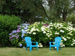 HORTENSIAS FAUTEUILS