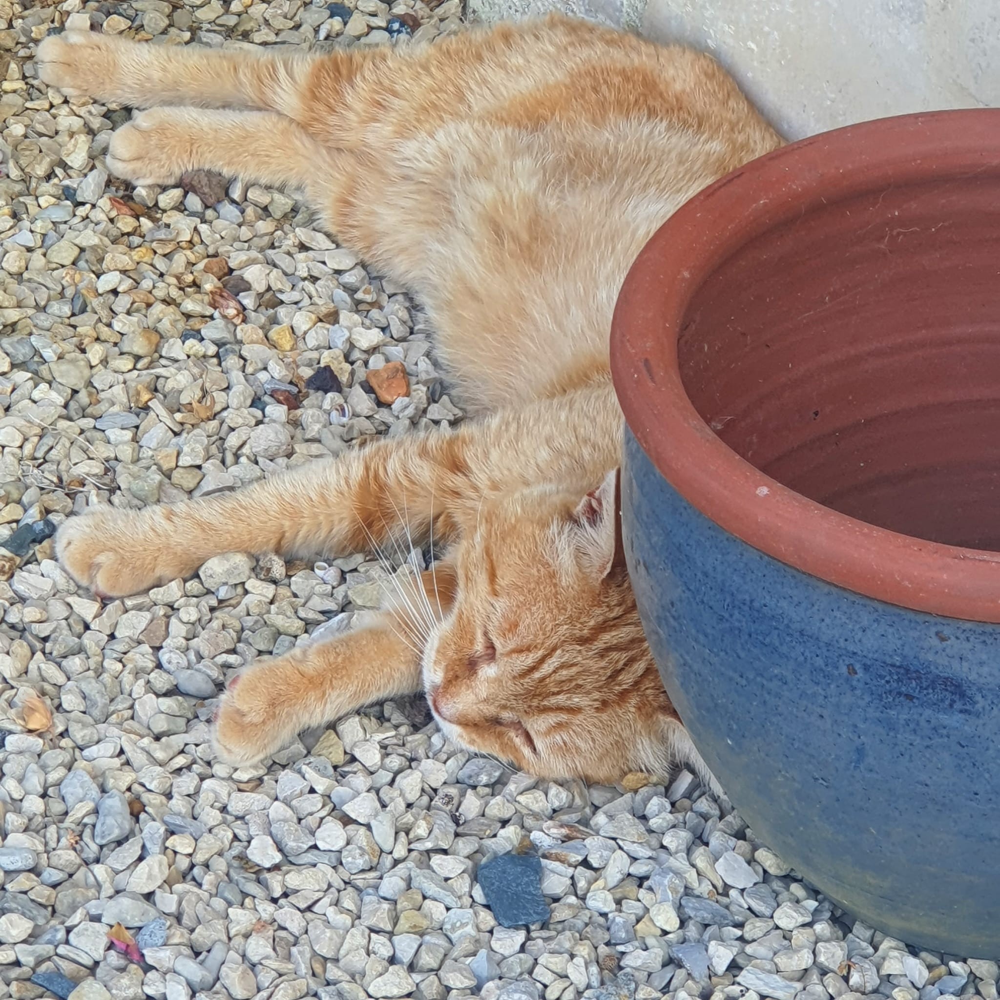 Ginger