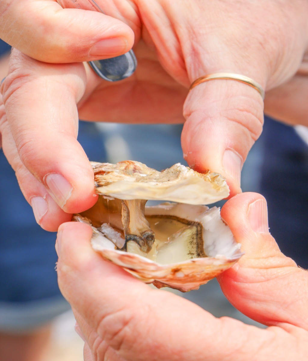 Huîtres élevées dans la Baie de Cancale