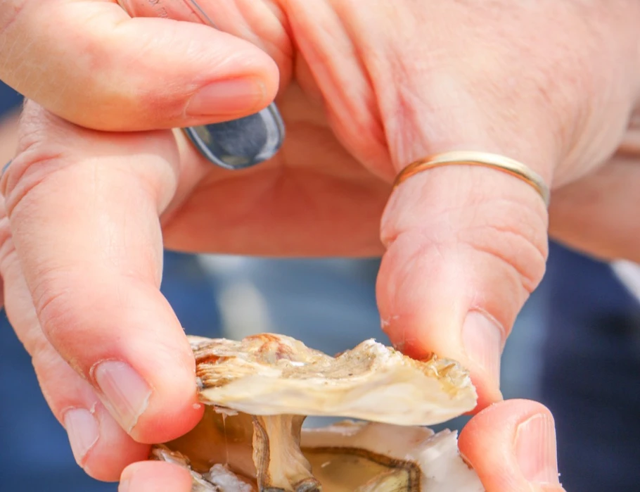 Huîtres élevées dans la Baie de Cancale