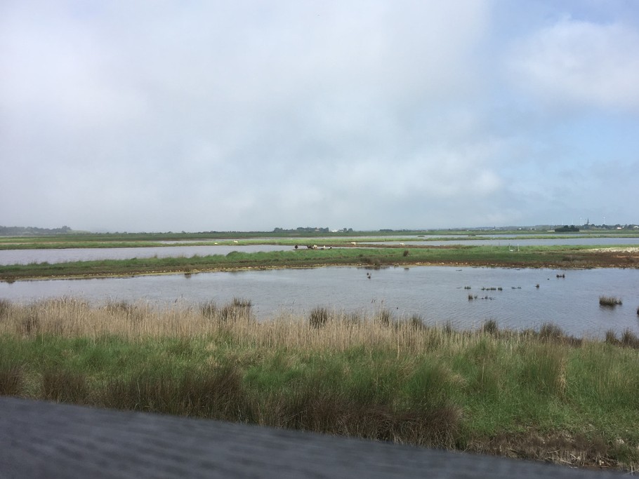 Les marais d'Olonne-sur-Mer (piste cyclable)