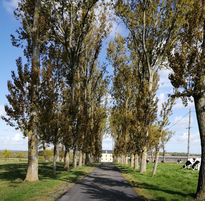 ALLEE D'ACCES DU GÏTE