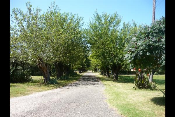 allée de muriers conduisant au gîte