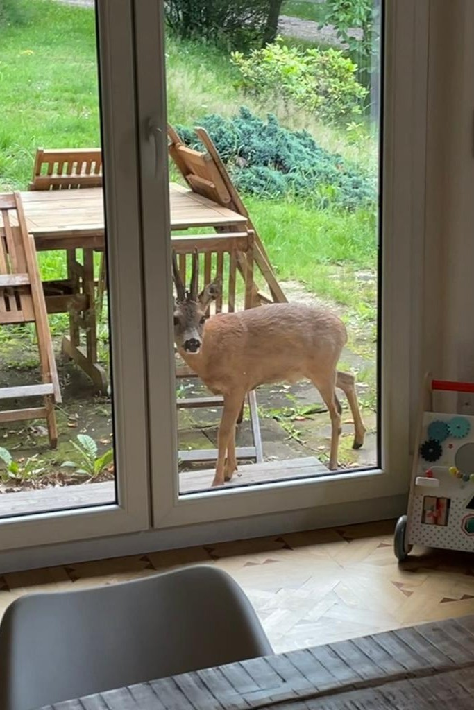 Vue cuisine / salle à manger