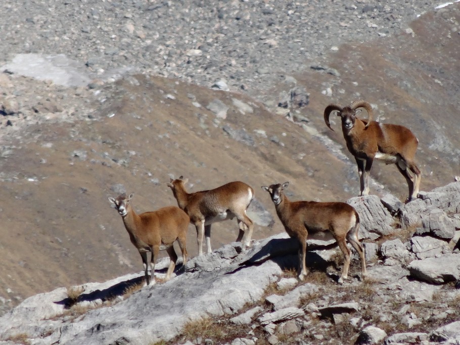 Les Chamois