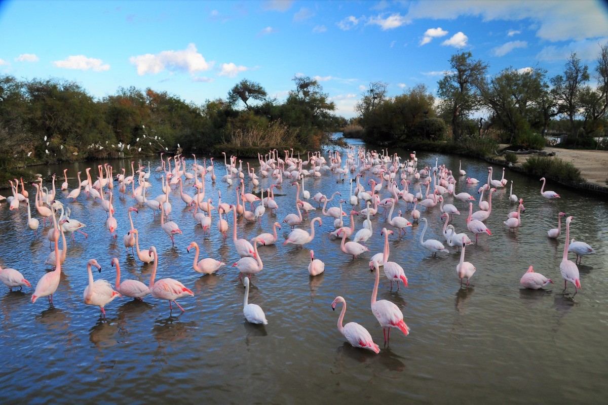 flamants roses