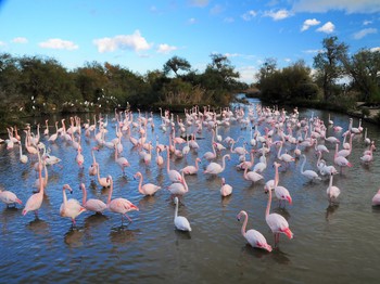 flamants roses