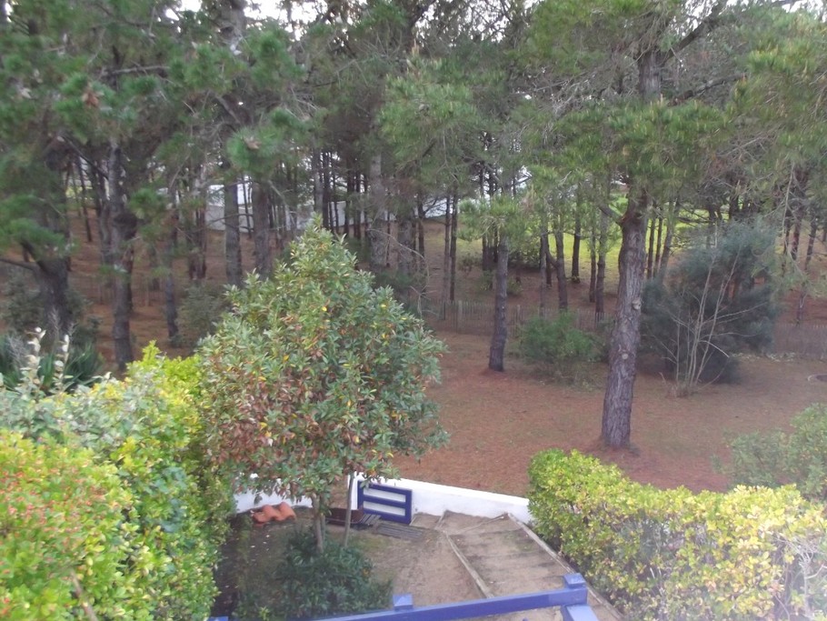 Environnement boisé : vue sur la pinède