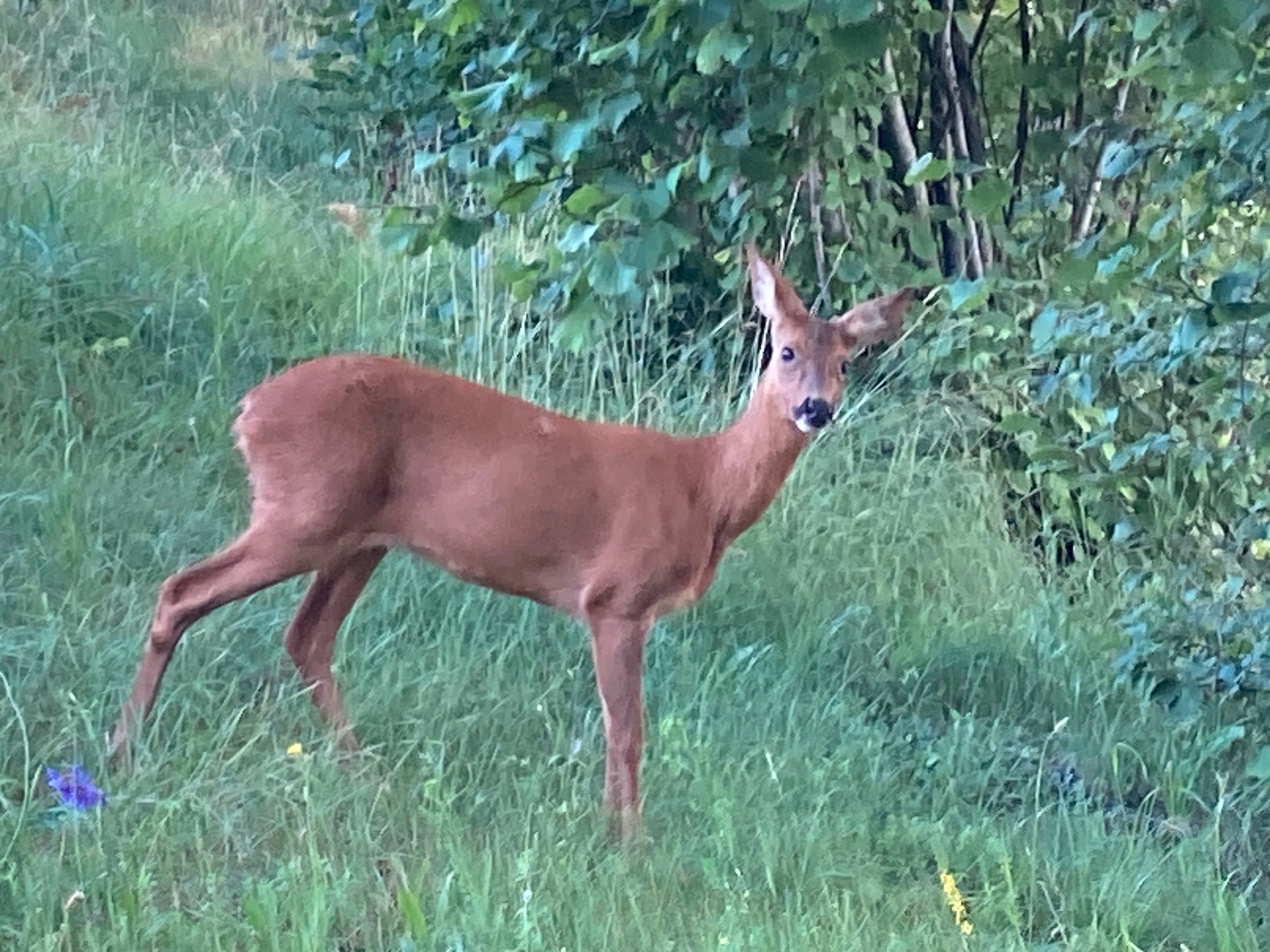 Chevreuil dans le pré