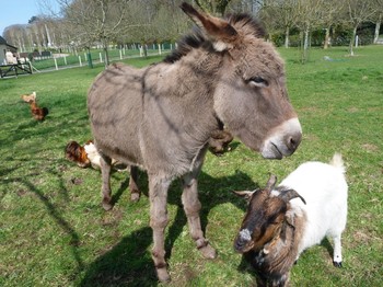 les animaux sur place