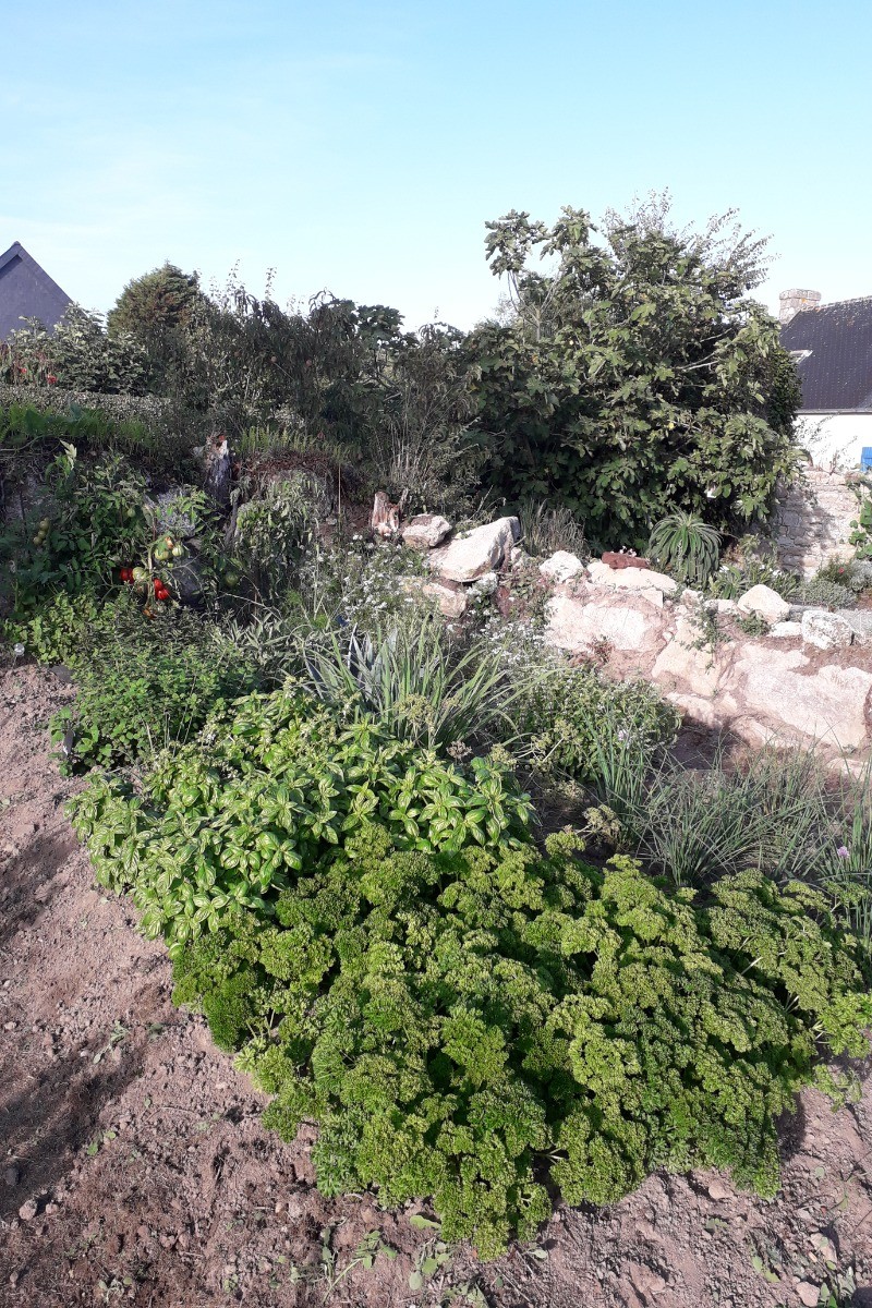 the herb garden