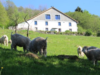 La ferme et ses chèvres Angora - Chambre d'hôtes Point Mousse à la ferme sous les Hiez à Cornimont