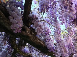 Le Clos Fleuri Lourdes - Studio Glycine