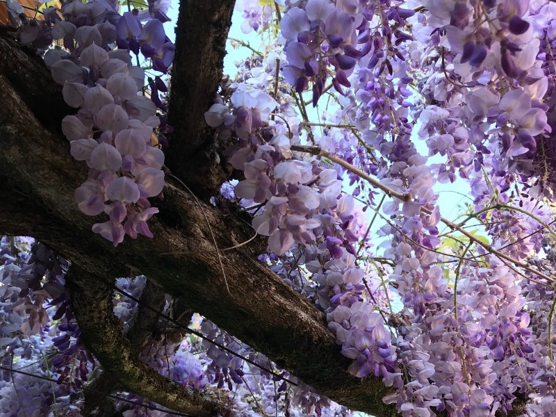 Le Clos Fleuri Lourdes - Studio Glycine