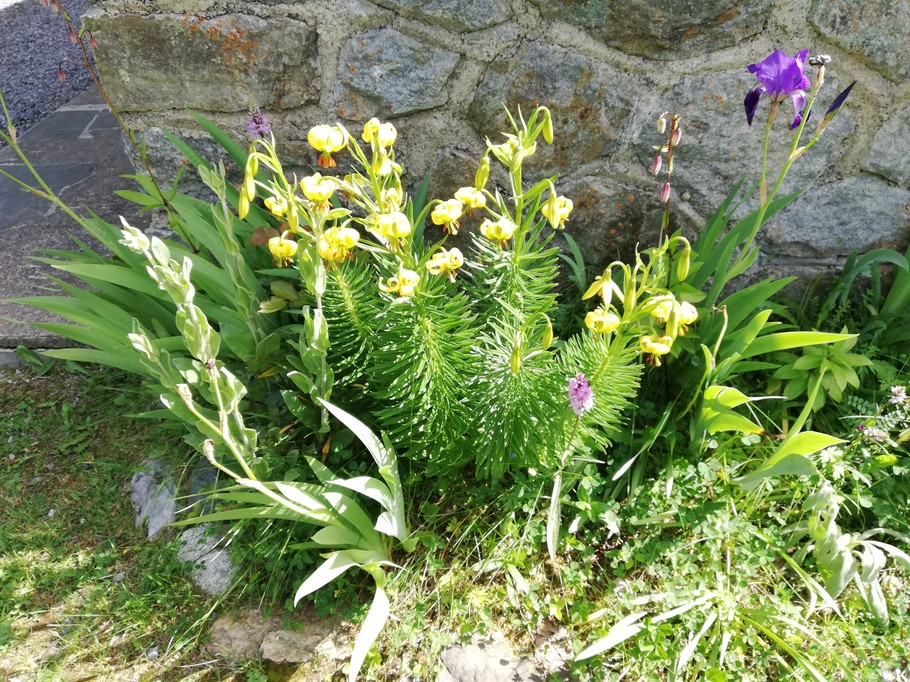 Lys des Pyrénées