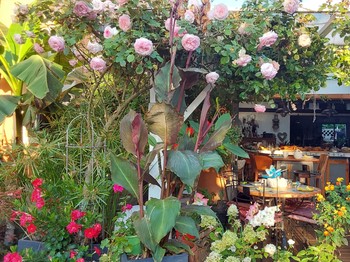 Terrasse du petit déjeuner