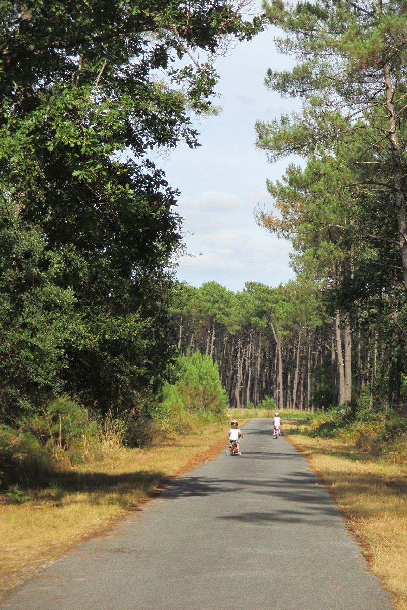 les cyclistes en forêt