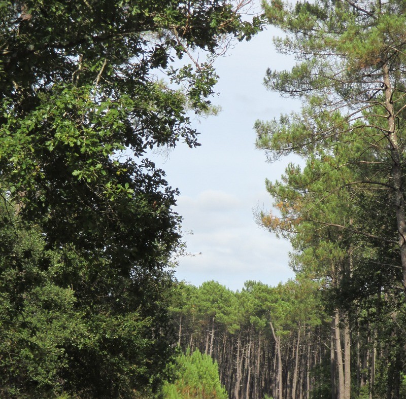 les cyclistes en forêt