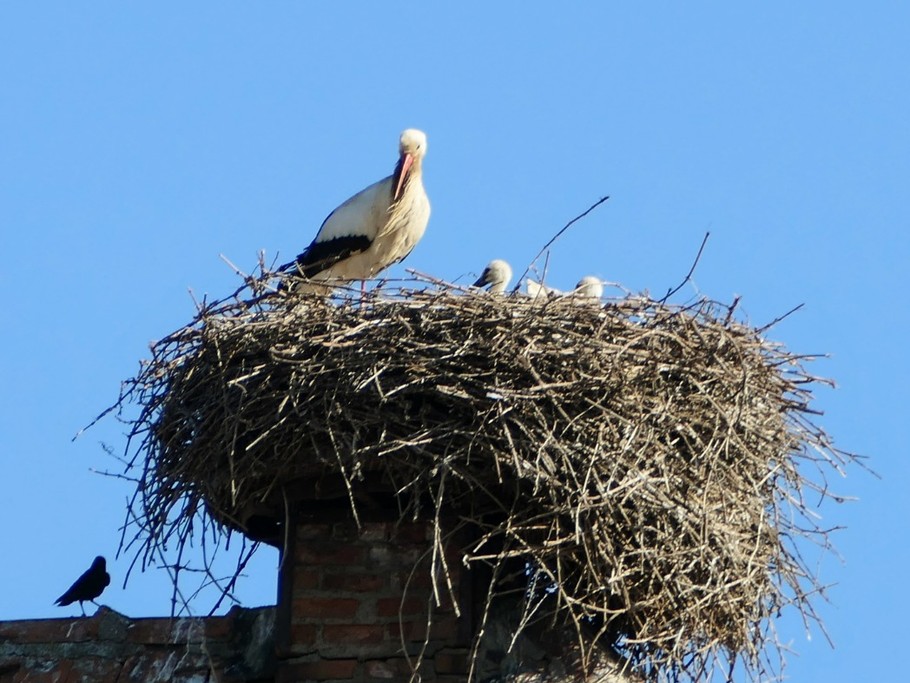 Nid de cigogne dans la rue