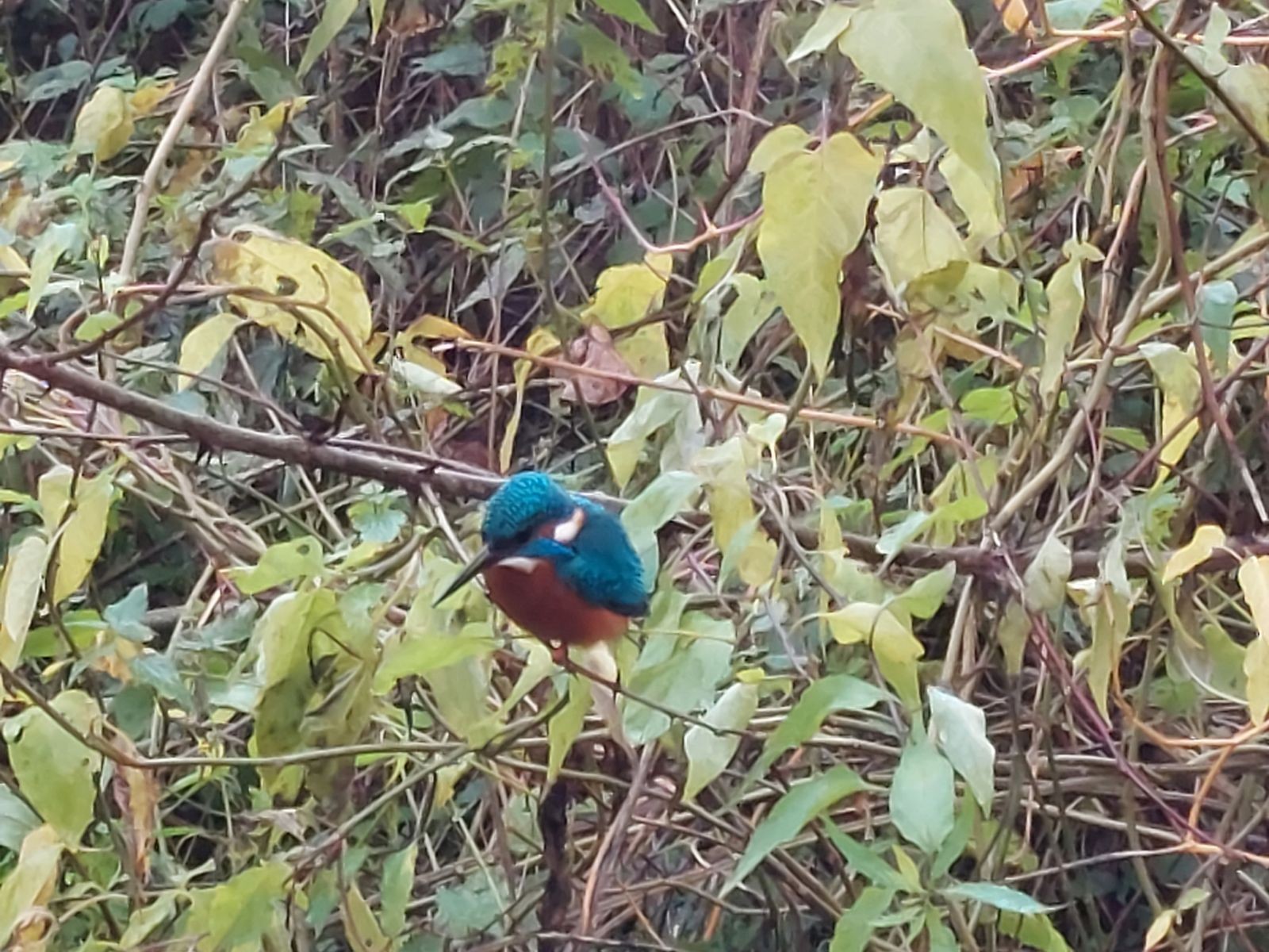 Gite le Martin Pêcheur
