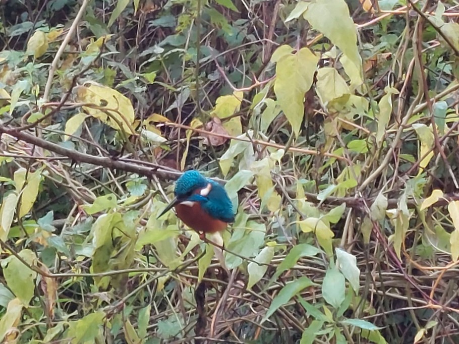 Gite le Martin Pêcheur