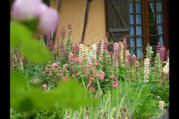 jardin