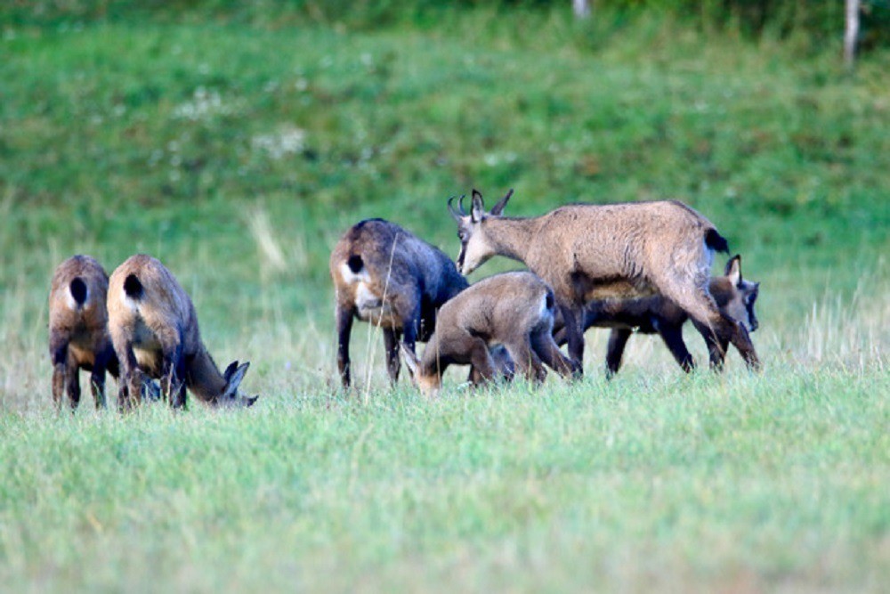 Nos amis les chamois ! C'est l'heure du repas ...