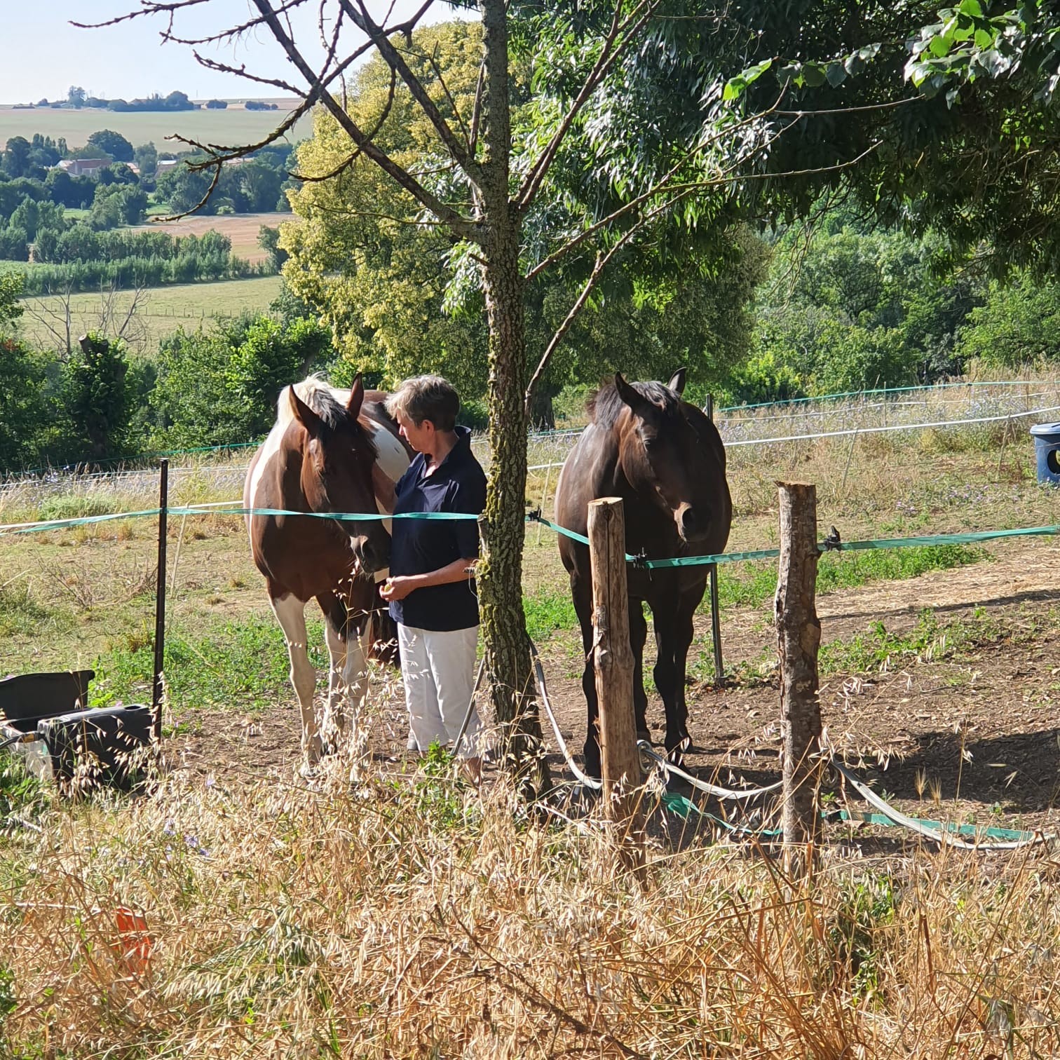 Notre chevaux