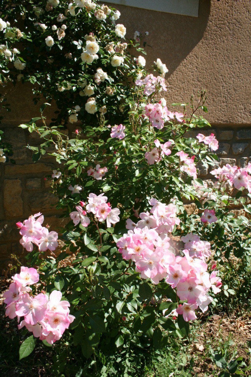 roses anciennes du jardin