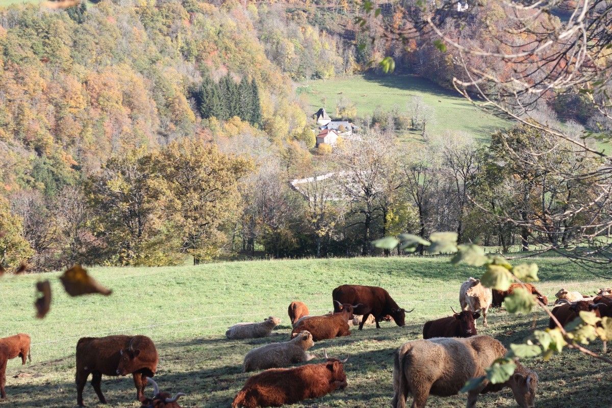 Les belles vaches, typiques de la région