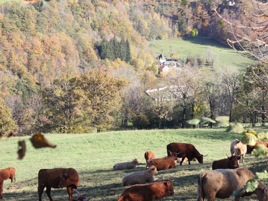 Les belles vaches, typiques de la région