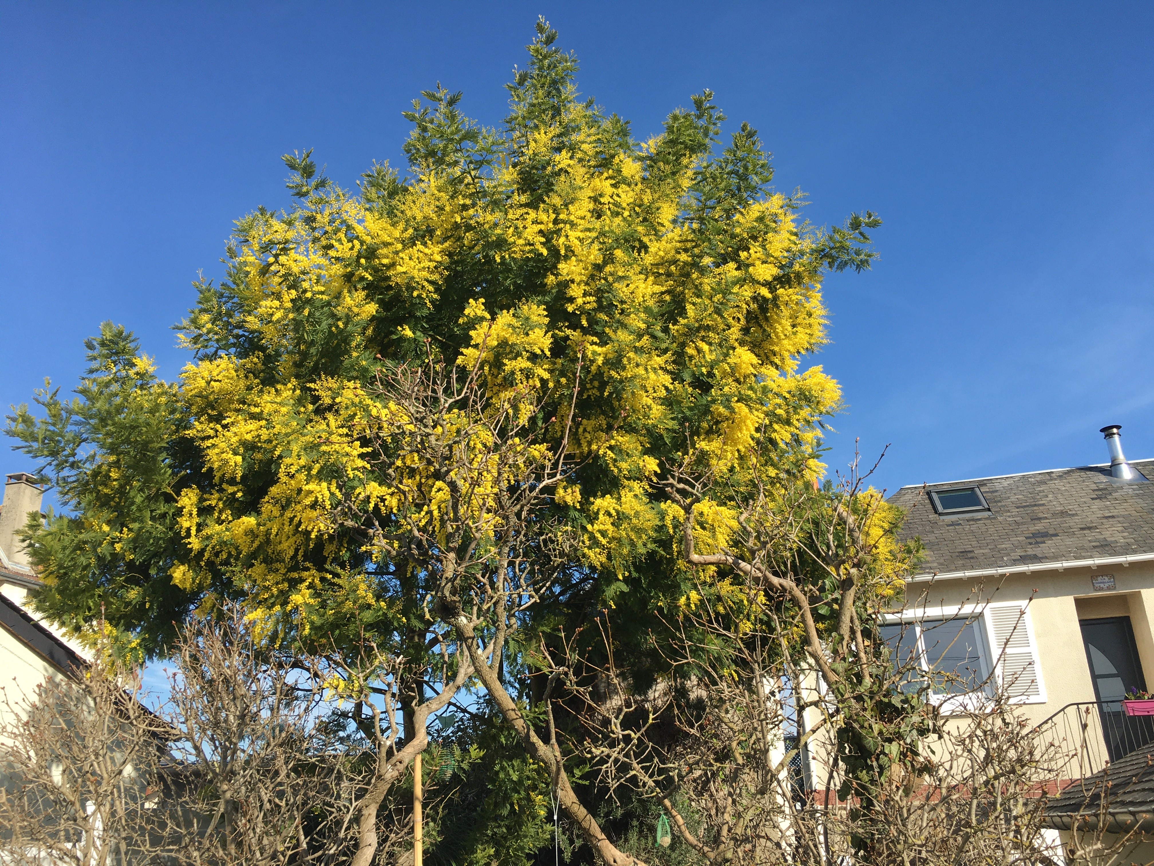 Le mimosa en février derrière le chalet