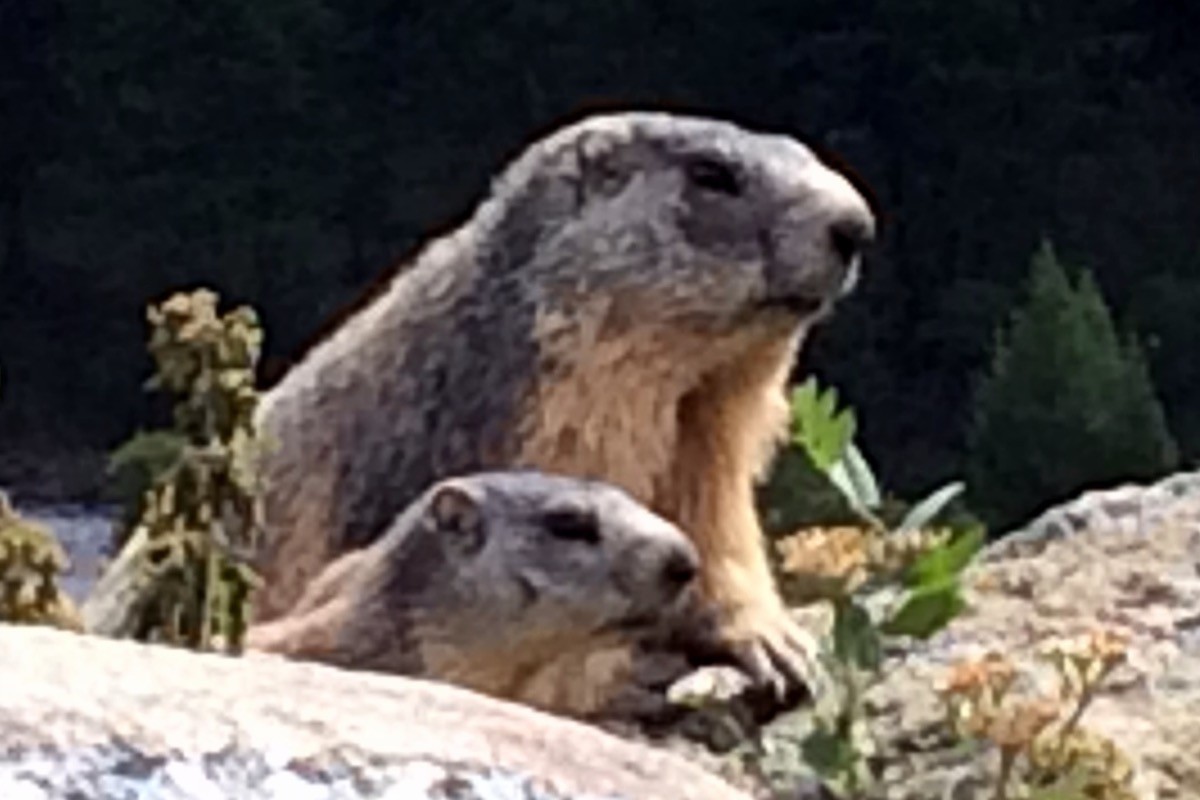Au détour d'un chemin, rencontre avec des marmottes