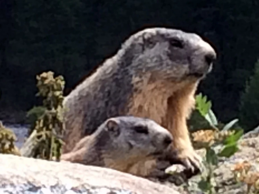 Au détour d'un chemin, rencontre avec des marmottes