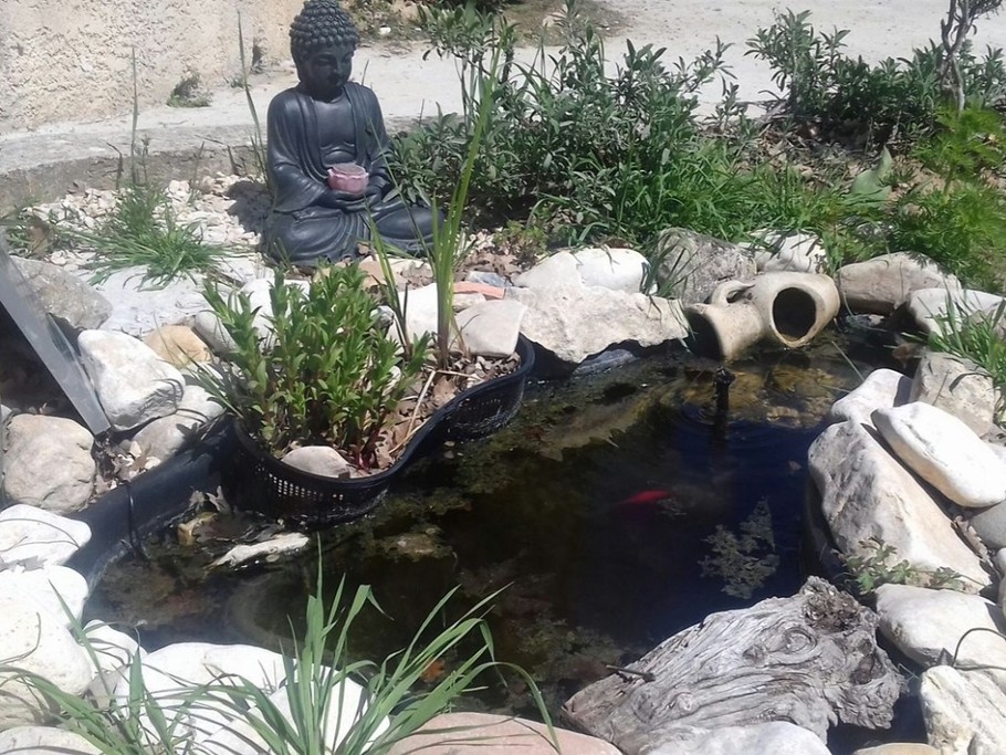 Bassin à poissons