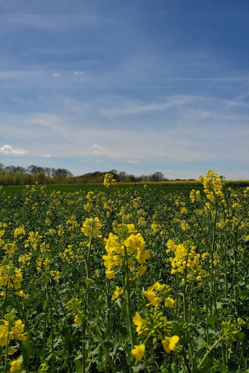 Champs en Côte d'or