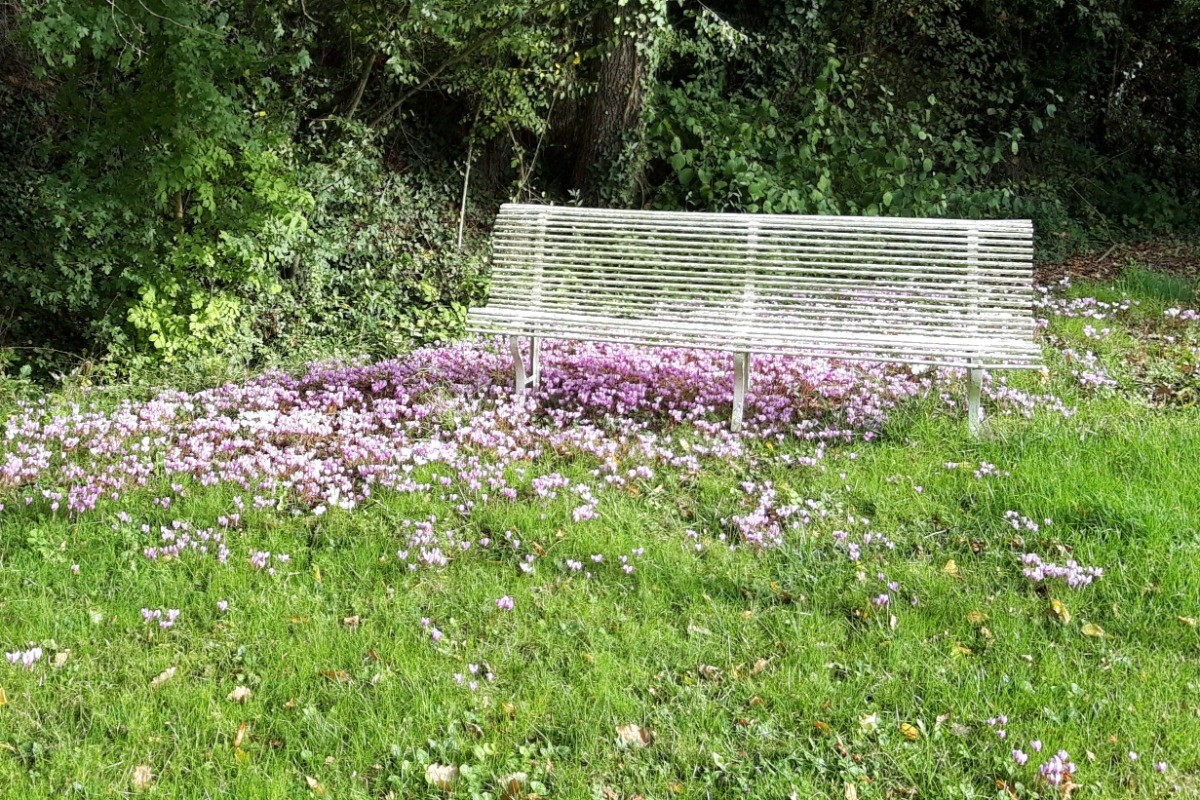 En automne, coin repos au milieu des cyclamens...