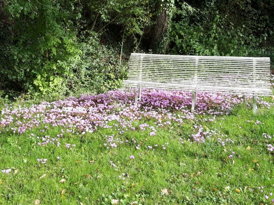 En automne, coin repos au milieu des cyclamens...